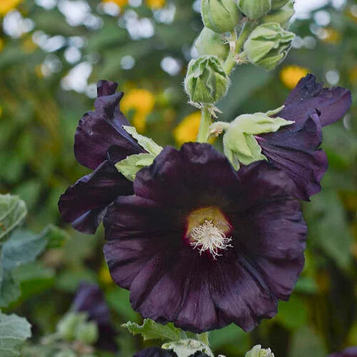 BloomMajesty – Premium Double Hollyhock Seeds