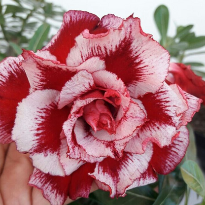 SunRose Garden – Desert Bloom Seeds