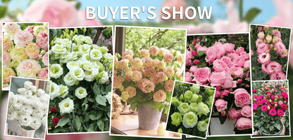 BloomRidge – Hardy Perennial Lisianthus Seeds
