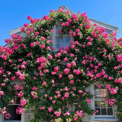 RoseCascade – Premium Climbing Rose Bulbs