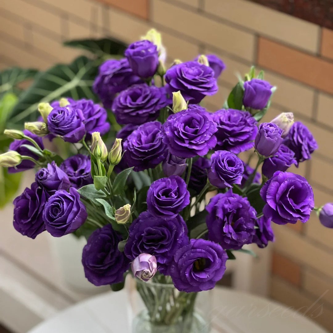 BloomRidge – Hardy Perennial Lisianthus Seeds