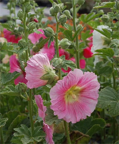 BloomMajesty – Premium Double Hollyhock Seeds