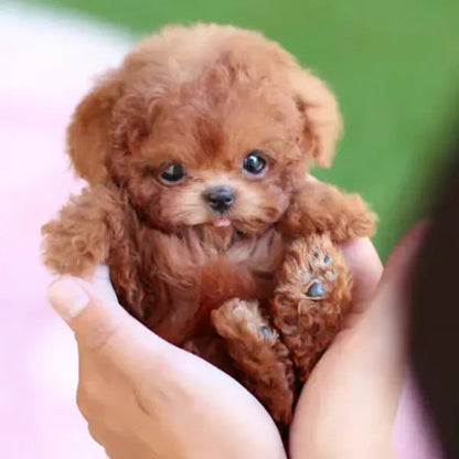 RoboPuppy – Realistic Robot Puppy