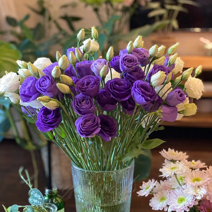 BloomRidge – Hardy Perennial Lisianthus Seeds