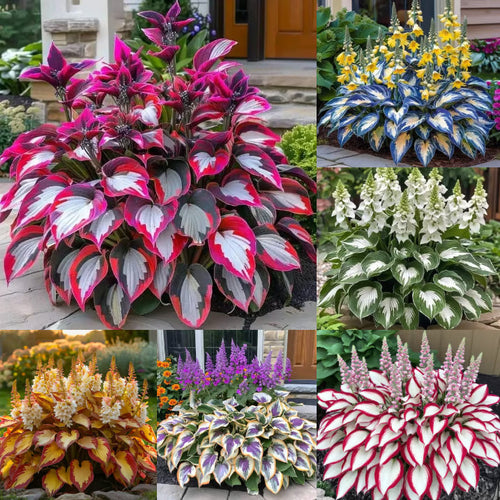 GardenÉlan – Rare Hosta Seeds for Home Gardens (100 Seeds)
