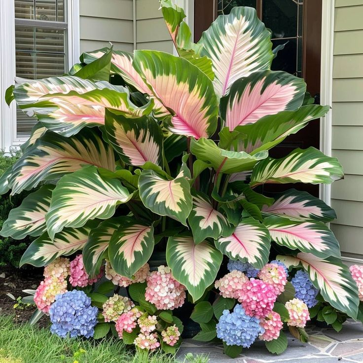 ScentedBliss - Long-Blooming Lily Bulbs