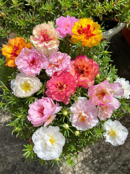 ColorWave Portulaca – Summer Bloom Seeds