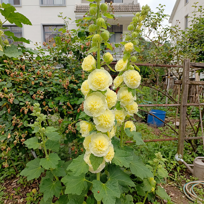 BloomMajesty – Premium Double Hollyhock Seeds