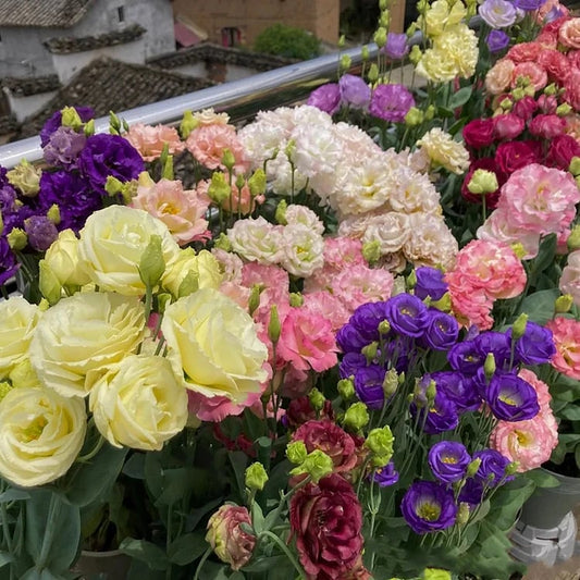 BloomRidge – Hardy Perennial Lisianthus Seeds