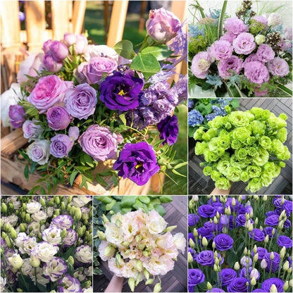 BloomRidge – Hardy Perennial Lisianthus Seeds