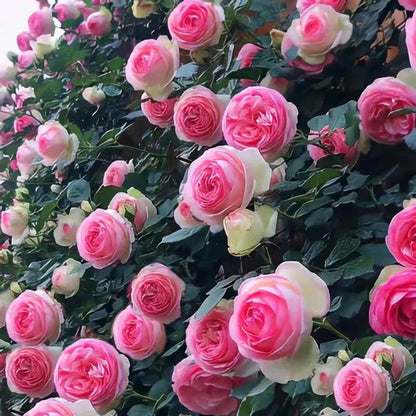 RoseCascade – Premium Climbing Rose Bulbs