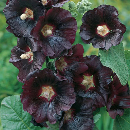 BloomMajesty – Premium Double Hollyhock Seeds