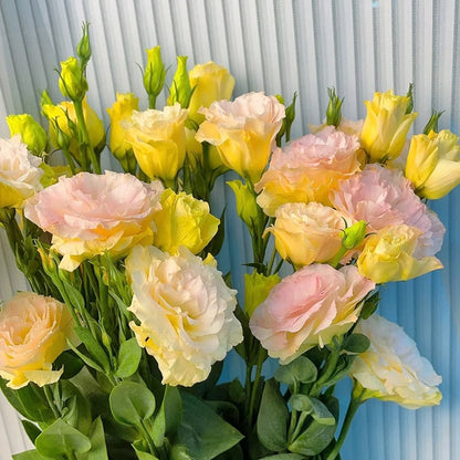 BloomRidge – Hardy Perennial Lisianthus Seeds