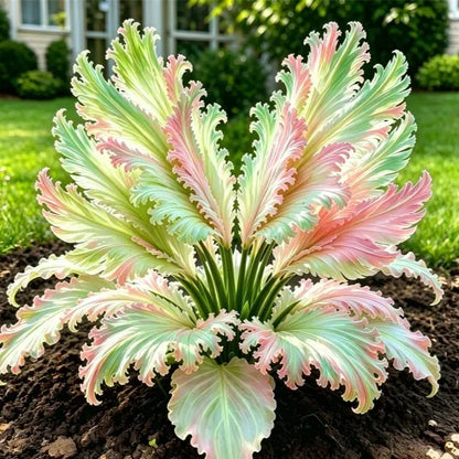 GardenGrace – Swan Feather Hosta Bulbs Collection