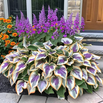 Leafora – Premium Hosta Seeds for Shaded Spaces