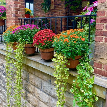 GreenRail – Space-Saving Hanging Planter