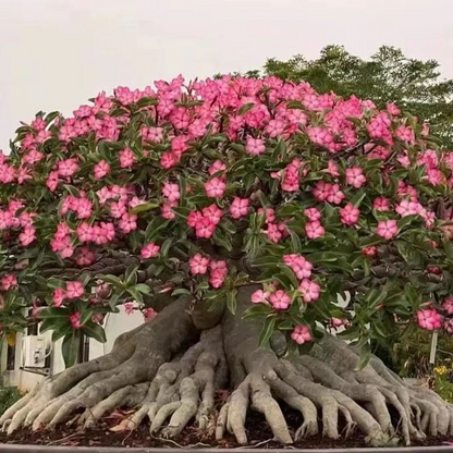 SunRose Garden – Desert Bloom Seeds