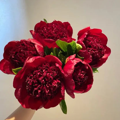 RoyalBloom - Luxurious Peony Flower Seeds | The Queen of Flowers