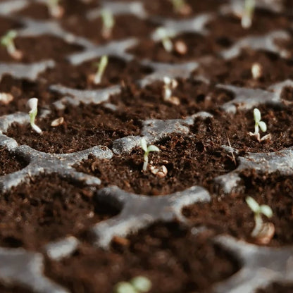CocoBloom – Natural Coconut Coir Bricks for Plants