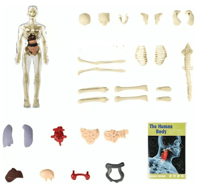 SmartSkeleton – Fun Stem Anatomy Model for Kids