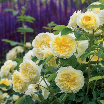 BloomVine – Beautiful Climbing Rose Seeds