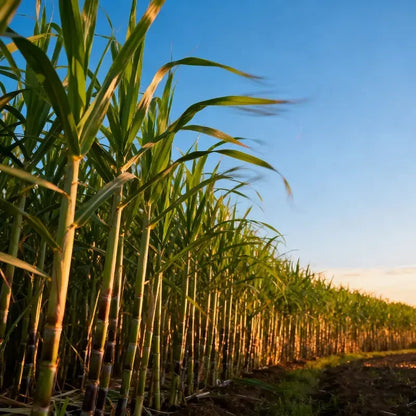FarmPro – High Productivity Sugarcane Setts