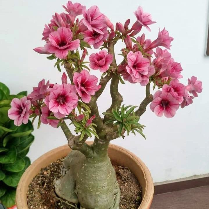 SunRose Garden – Desert Bloom Seeds