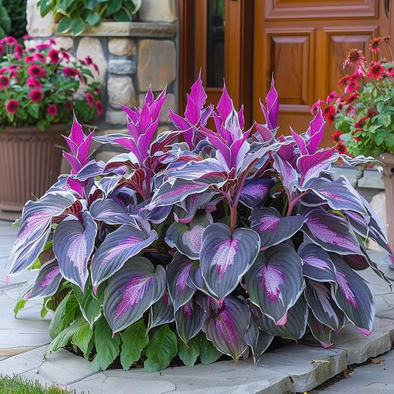 GardenÉlan – Rare Hosta Seeds for Home Gardens (100 Seeds)