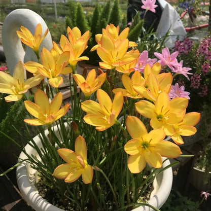 PetalBurst - Fast Bloom Flower Bulbs