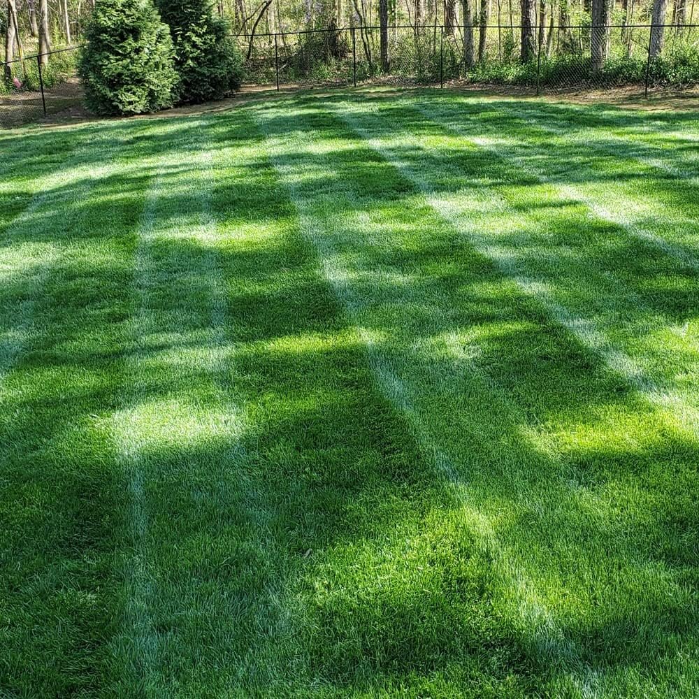 LawnRevive – Quick Repair Grass Seed Mix