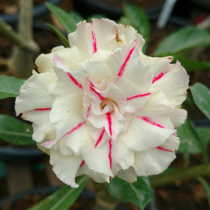 FloraOasis – Premium Desert Rose Plant Seeds