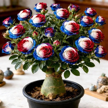 FloraOasis – Premium Desert Rose Plant Seeds