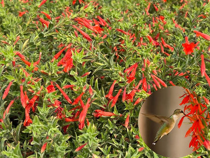 FloraAura "Hummingbird Carpet" – Epilobium garrettii Rainbow Burst Seeds