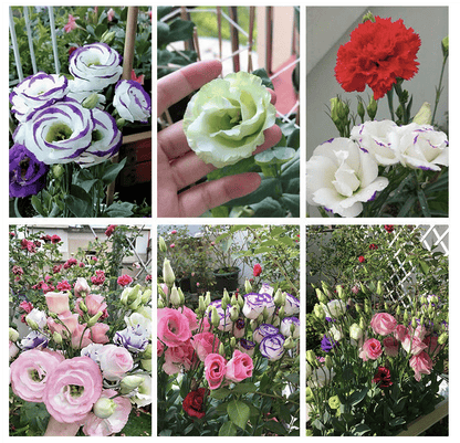 BloomRidge – Hardy Perennial Lisianthus Seeds
