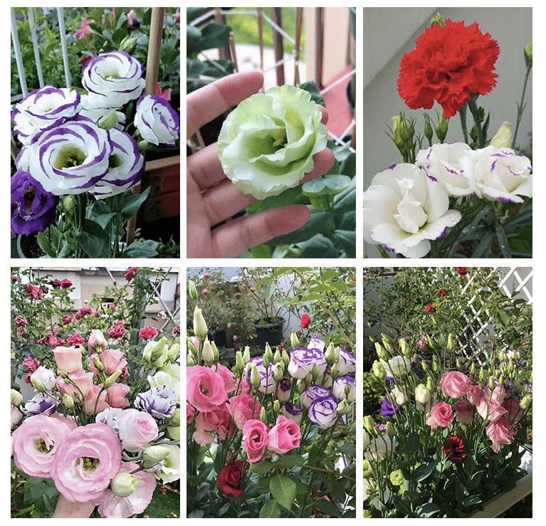 GardenMuse – Elegant Multi-Color Flower Seeds
