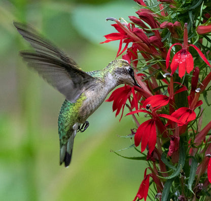 FloraAura "Hummingbird Carpet" – Epilobium garrettii Rainbow Burst Seeds