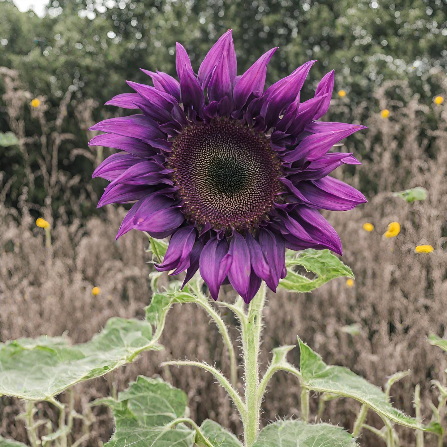 SunGiant – Rare Purple Sunflower Seeds
