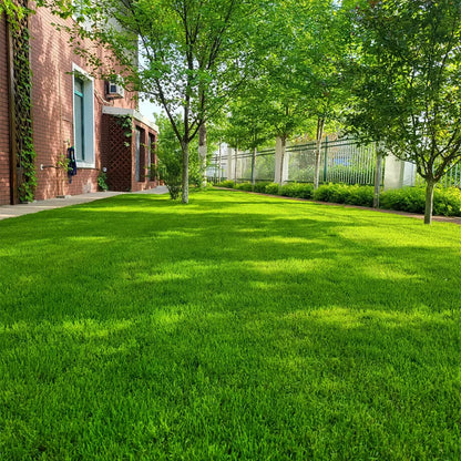 TurboTurf – Fast Growing Grass Seeds