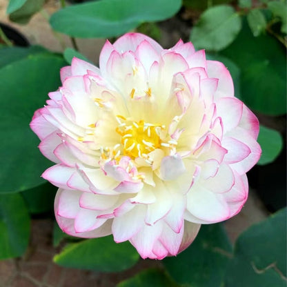 LotusBloom – The Sacred Bonsai Bowl Lotus Flower