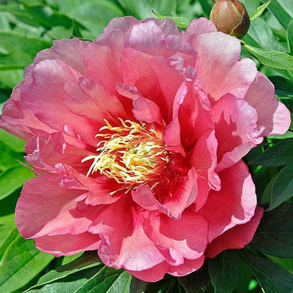 🌸 Rare Climbing Peony Bulbs🪴Big Full Blooms, Cold Hardy Perennial, Easy to Grow Garden Favorite