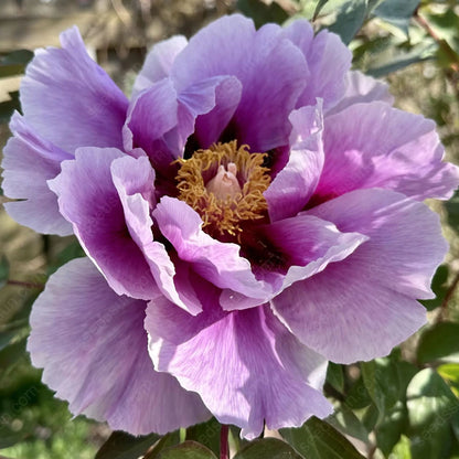 🌸 Rare Climbing Peony Bulbs🪴Big Full Blooms, Cold Hardy Perennial, Easy to Grow Garden Favorite