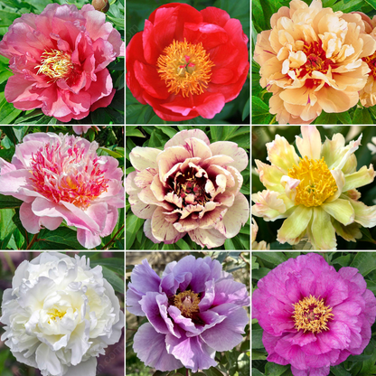 🌸 Rare Climbing Peony Bulbs🪴Big Full Blooms, Cold Hardy Perennial, Easy to Grow Garden Favorite
