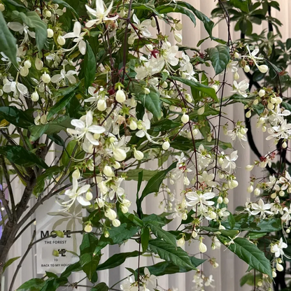 WinterBloom – Winter-Friendly Hanging Jasmine Plant