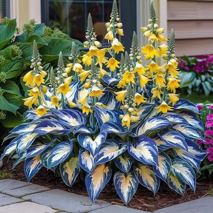 Hosta Haven – Rare Foliage Seed Pack