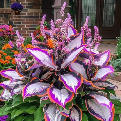 Hosta Haven – Rare Foliage Seed Pack