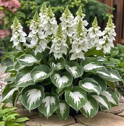 Hosta Haven – Rare Foliage Seed Pack
