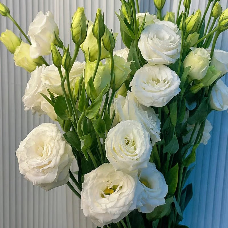 GardenMuse – Elegant Multi-Color Flower Seeds