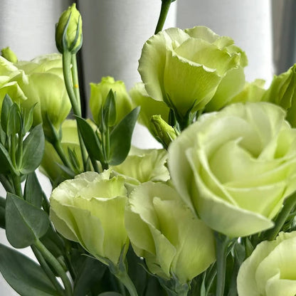 GardenMuse – Elegant Multi-Color Flower Seeds