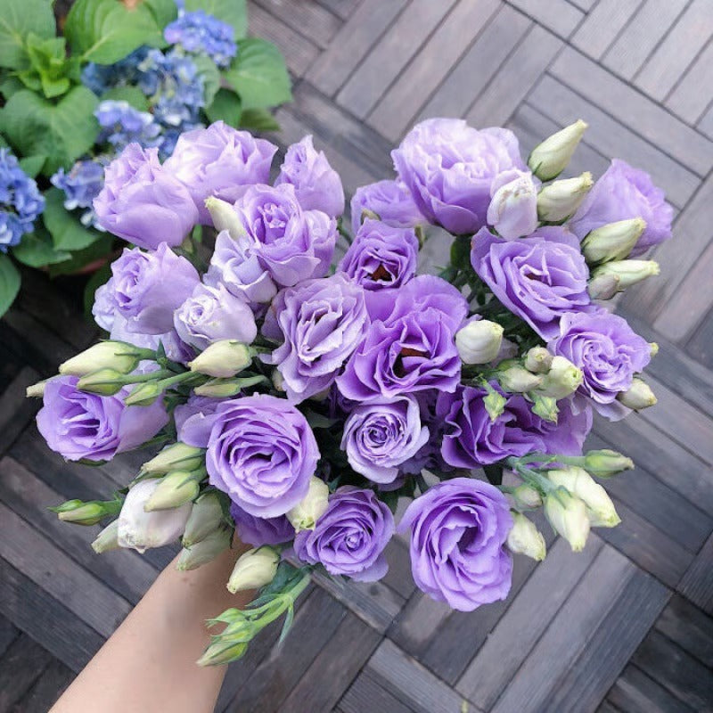 GardenMuse – Elegant Multi-Color Flower Seeds