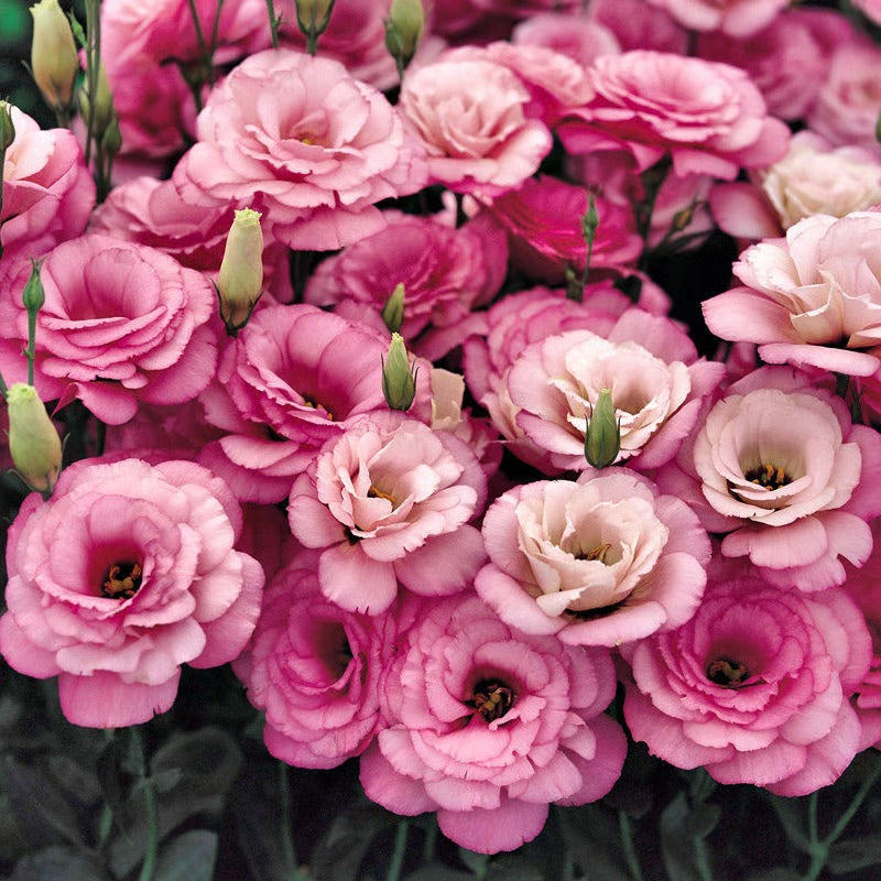 GardenMuse – Elegant Multi-Color Flower Seeds
